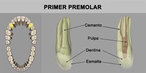 4_PrimPremolar_superior